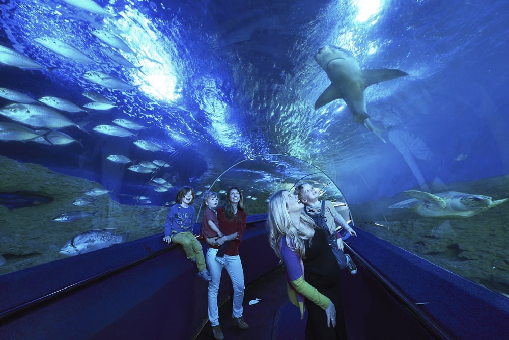 Visitors inside Hillarys AQWA tunnel surrounded by fish, a shark, and a sea turtle.
