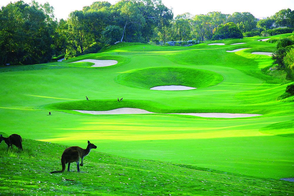 A lush green golf course with multiple sand bunkers, surrounded by trees, featuring several kangaroos grazing on the grass.