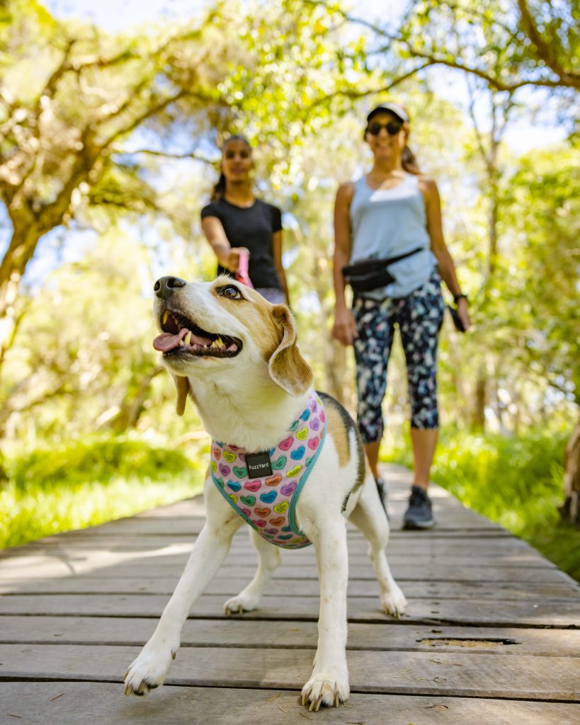 A happy dog wearing a colorful harness stands on a wooden boardwalk, with two women walking behind in a lush green park.